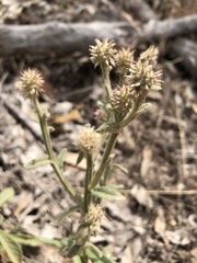 Pterocaulon sphacelatum
