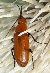 Nemognatha lurida