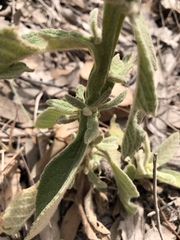 Pterocaulon sphacelatum