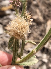 Pterocaulon sphacelatum