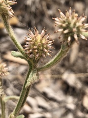 Pterocaulon sphacelatum