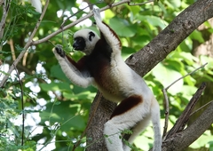 Propithecus coquereli