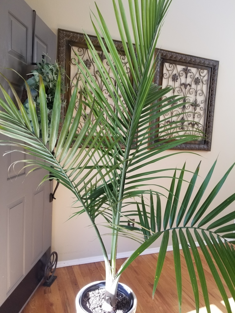 Majesty palm growing habit