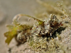 Dactylopus dactylopus