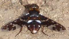 Exoprosopa caliptera