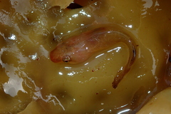 Apletodon dentatus