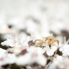 Runcinia grammica