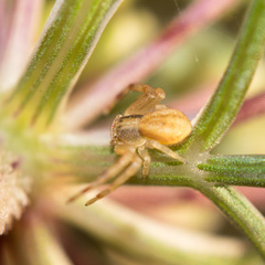 Runcinia grammica