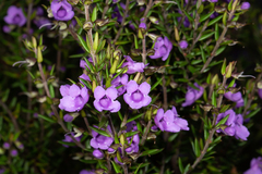 Prostanthera scutellarioides