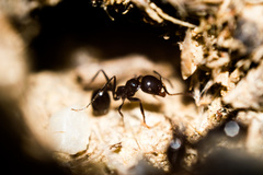 Messor barbarus