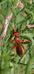 Spilichneumon