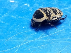 Euryomia argentea