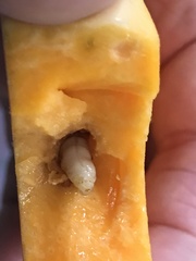 Eichlinia cucurbitae