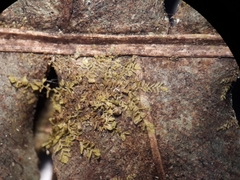 Siphonolejeunea nudipes