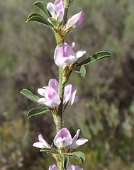 Psoralea decumbens