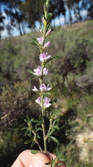 Psoralea decumbens
