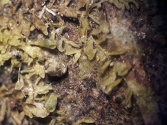 Siphonolejeunea nudipes