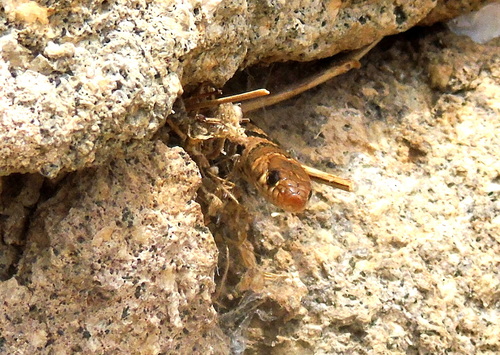 Ring-Headed Dwarf Snake