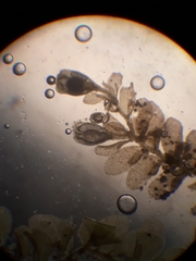 Siphonolejeunea nudipes