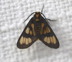 Eressa geographica