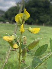 Sophoreae