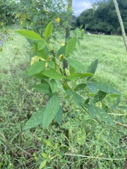 Sophoreae