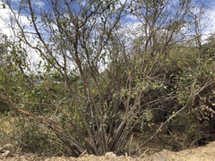 Ficus opposita
