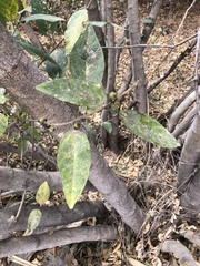 Ficus opposita