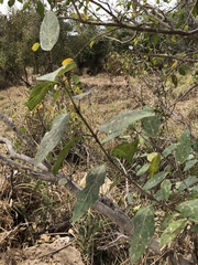 Ficus opposita