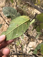 Ficus opposita