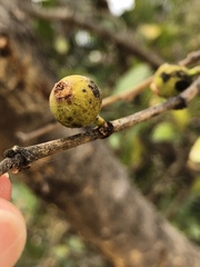 Ficus opposita