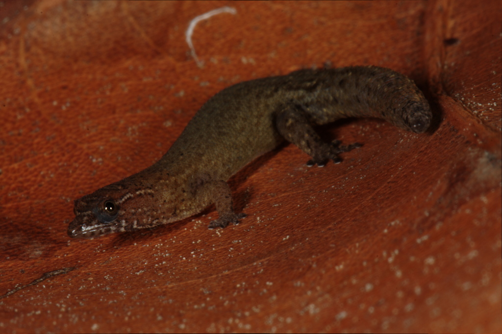Virgin Gorda Least Gecko