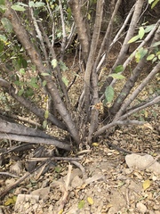 Ficus opposita
