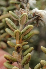 Olearia cymbifolia