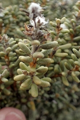 Olearia cymbifolia