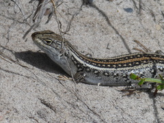 White's Rock-Skink photo 3