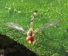Victoriana attenuata