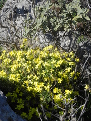 Erysimum corinthium