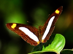 Adelpha