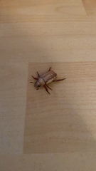 Anoplognathus concolor