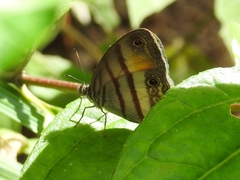 Euptychiina