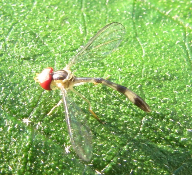 Victoriana attenuata