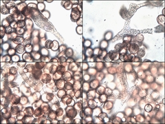 Physarum polycephalum