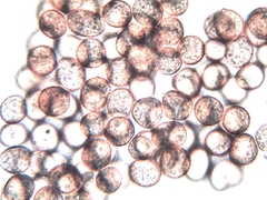 Physarum polycephalum