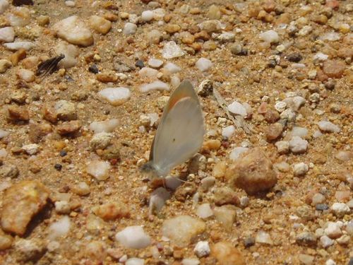 Round-winged Orange Tip