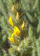 Aspalathus muraltioides