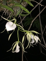 Brassavola nodosa