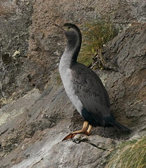 Phalacrocorax punctatus oliveri