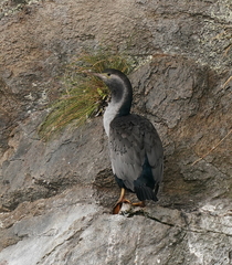 Phalacrocorax punctatus oliveri