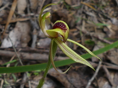 Caladenia tessellata